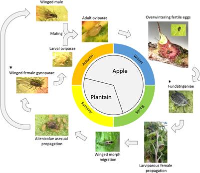 Acibenzolar-S-Methyl Reprograms Apple Transcriptome Toward Resistance to Rosy Apple Aphid